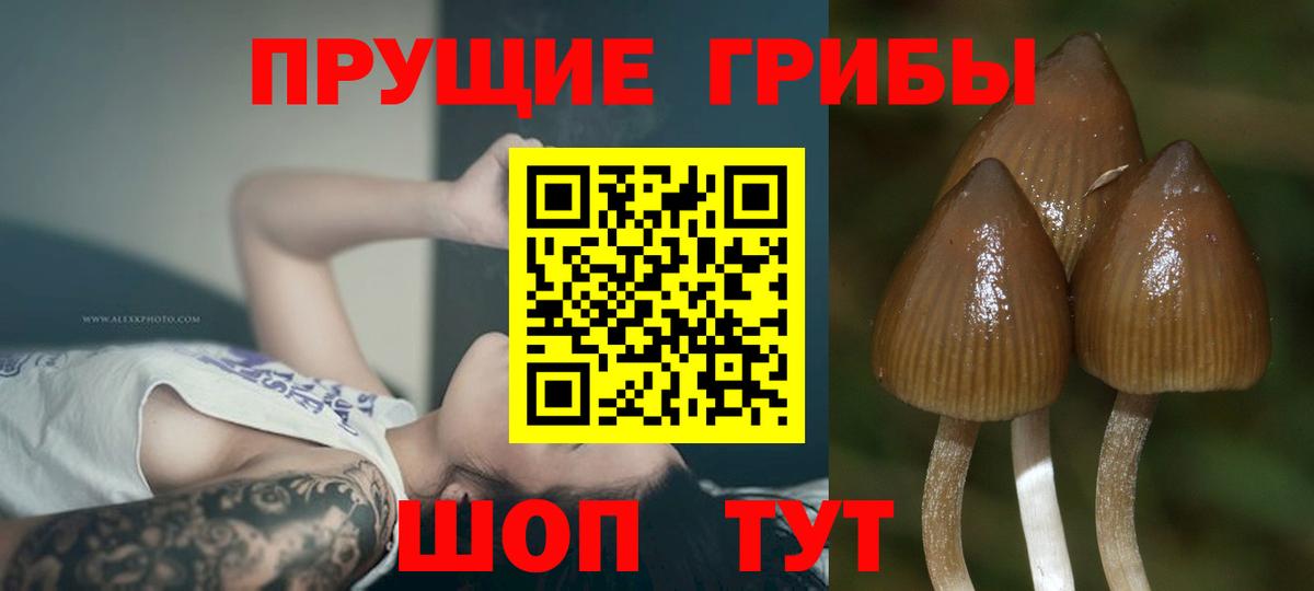 Псилоцибиновые грибы GOLDEN TEACHER  Вход с VPN  Дагестанские Огни 
